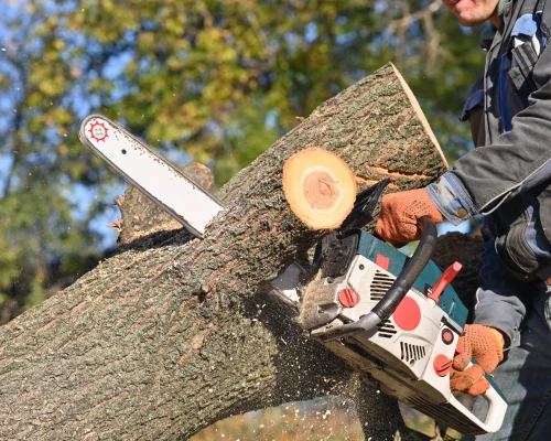Tree removal