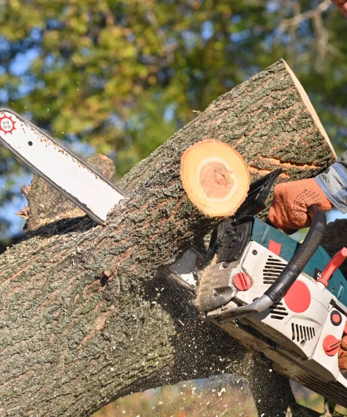 Tree removal